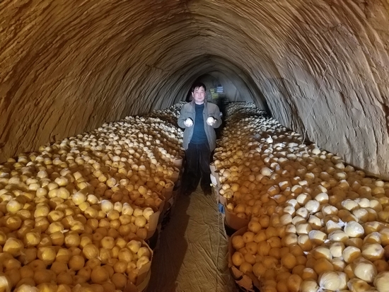 陕西乾县大量酥梨滞销,苦无销路