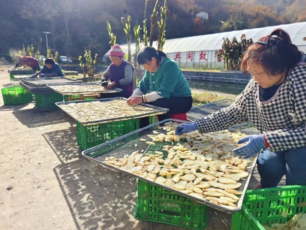 阳坝天麻加工